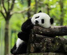 2-Week China Essence and Panda Tour